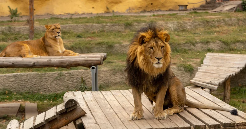 Алматыда ер адам балалардың көзінше арыстанға тас лақтырған: хайуанаттар бағы мәлімдеме жасады