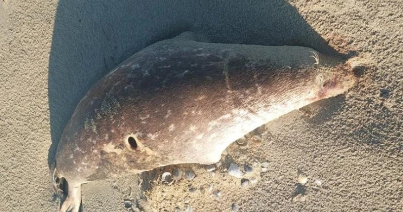 Каспий жағалауына 100 ге жуық өлі итбалық шығып қалды