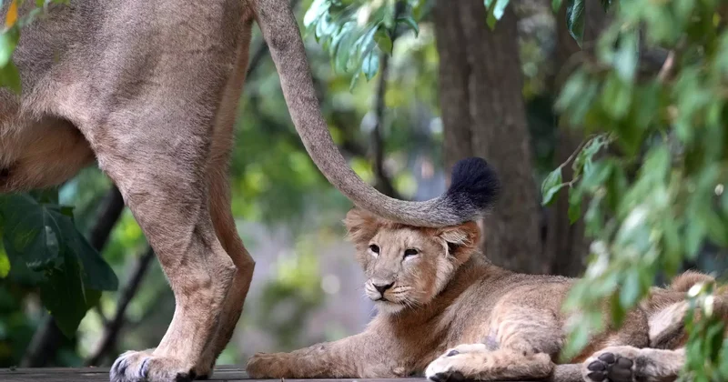 Алматы хайуанаттар бағында ер адам арыстанға тас лақтырған