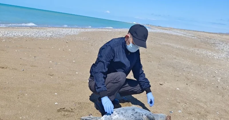 Маңғыстауда итбалықтар тағы қырылып жатыр