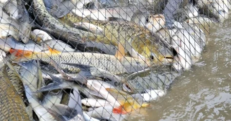 Браконьеры с незаконным уловом рыбы задержаны в Карагандинской области