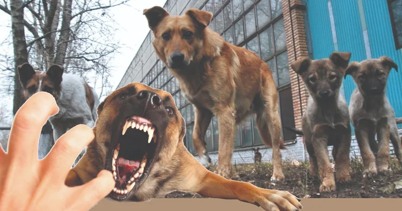 Қаңғыбас иттер жүкті әйелге шабуыл жасады: Ана мен бала жағдайы қатаң бақылауда