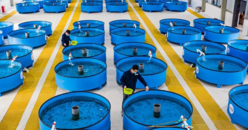 Балық баққан озар