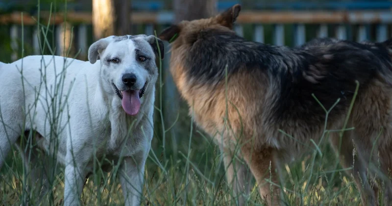 Стая бродячих собак напала на беременную женщину в Кокшетау