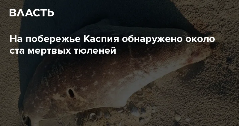На побережье Каспия обнаружено около ста мертвых тюленей Аналитический интернет журнал Власть
