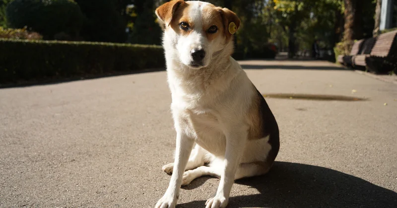 Налог на хвост