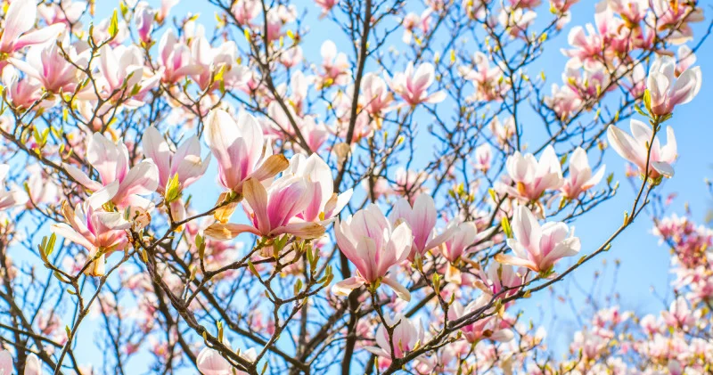 Аяз беті қайтты Қазақстанда күн +28 градусқа дейін жылынады