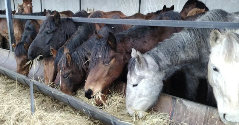Угонщики скота сбежали от пограничников и подарили государству табун лошадей