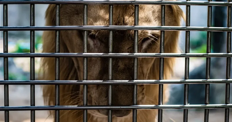 Мужчину, бросавшего камни во льва в зоопарке Алматы, привлекли к ответственности