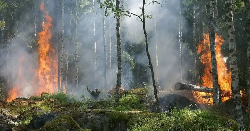 Семей орманы резерваты аумағында бір тәулікте 14 орман өрті тіркелді