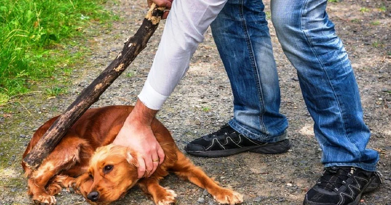 Итті ұрып өлтірген: Ақмола облысының тұрғыны жауапкершілікке тартылды