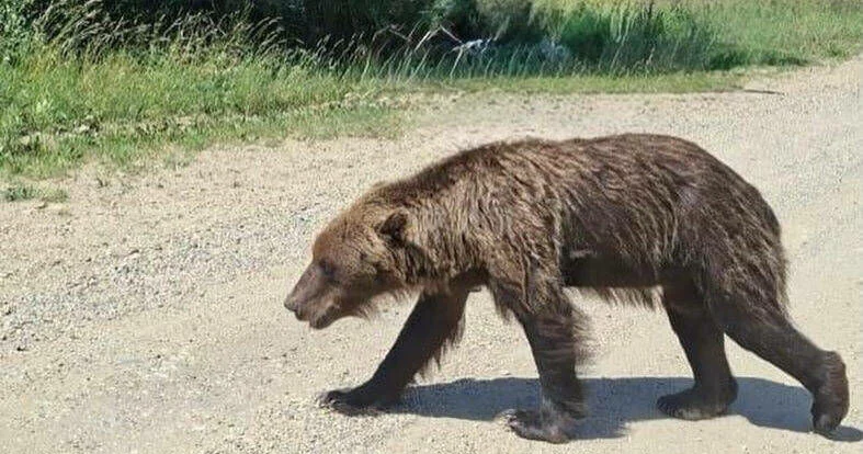 Не помогли мишке