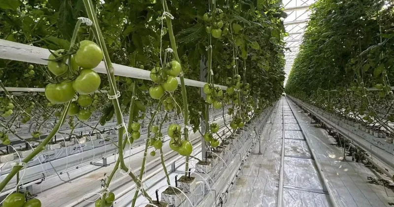 Қазақстанда әлемдегі ең үлкен жылыжай толығымен қашан іске қосылады