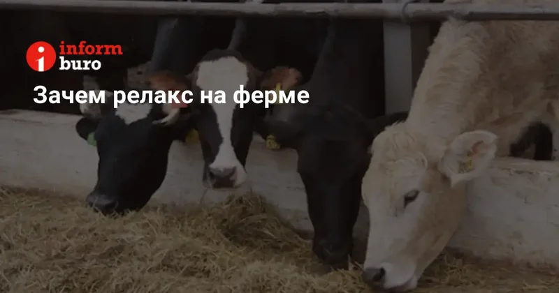 Почему племенной репродуктор напоминает военный объект и зачем на фермах включают релакс музыку