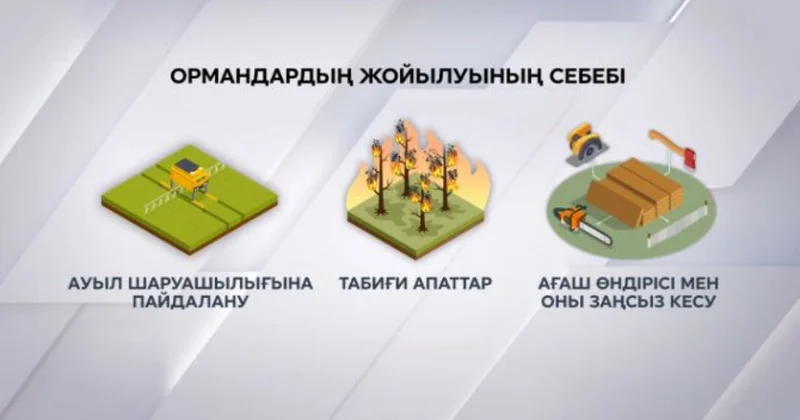 Әлемдегі орман қоры