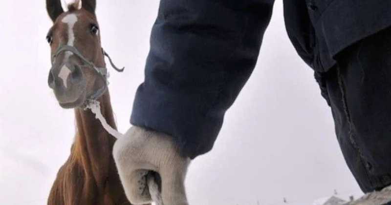 Атырауда мал ұрлығына қарсы жедел шара басталды