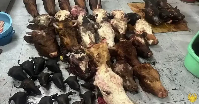 Три тонны мяса и 42 туши скота изъяли в подпольном цехе в Астане