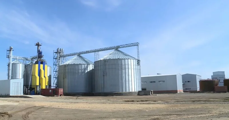 Ақтөбе облысында майлы дақыл алқаптарының үлесі артты