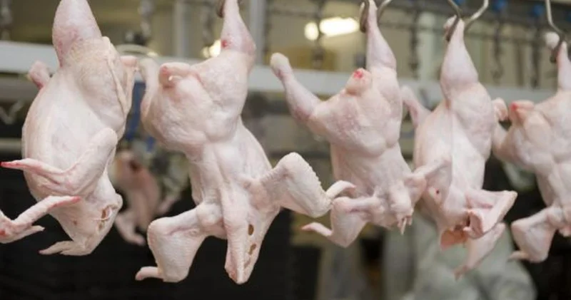 Қазақстанға Ресейден 20 тонна құс етін заңсыз әкелмек болған