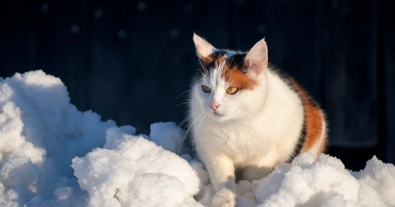 Бездомного кота продают за 4 миллиона тенге