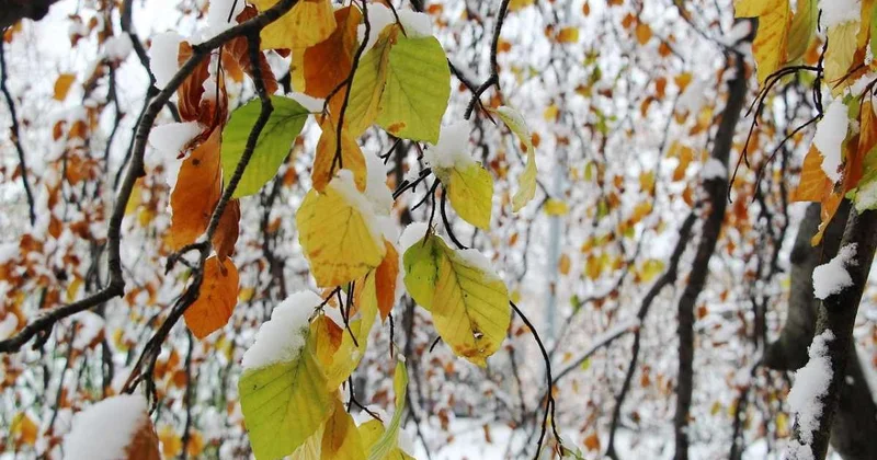 Ждать ли заморозков и снега в Астане и Алматы