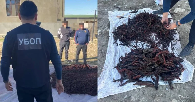 Почти 100 кг редкого растения собрали задержанные жители Туркестанской области