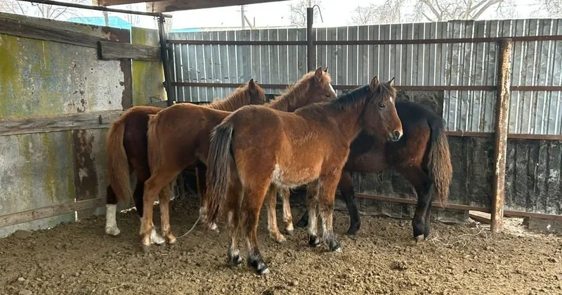 Успели забить на согым : казахстанец хотел рассчитаться с долгами и попал под статью