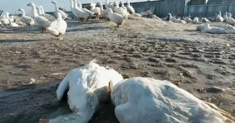 Мясо с подвохом