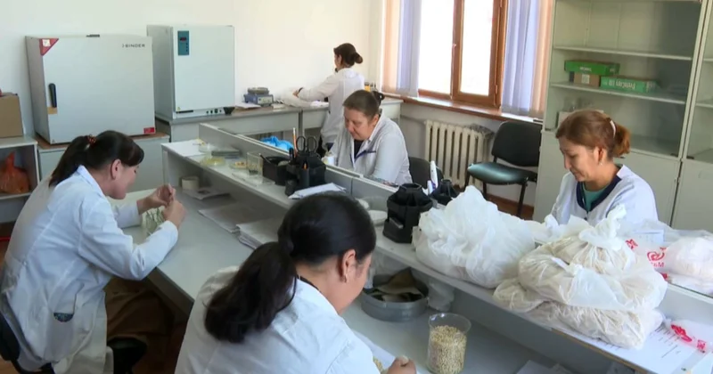 Қызылорда облысында күріштің орнына майлы дақылдар егіледі