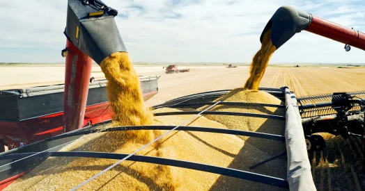 Более 13 миллионов тонн зерна экспортировал Казахстан