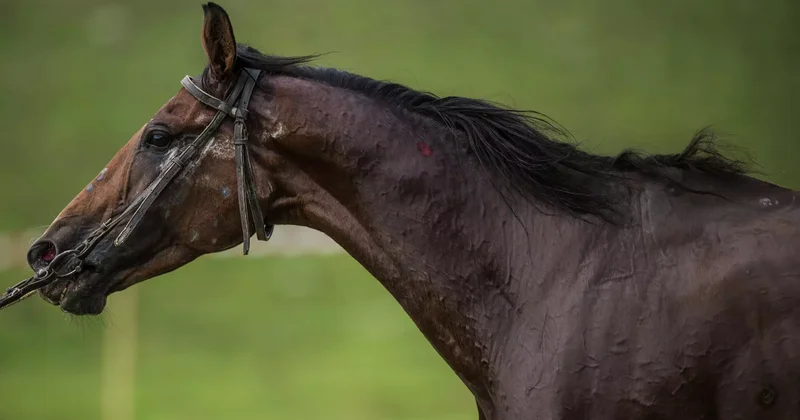 Жылқы жылы: 2026 жыл қандай болады