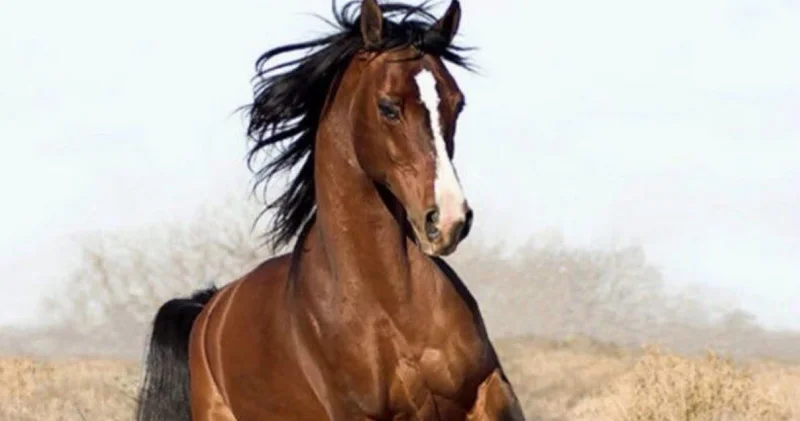 4,5 миллион жылқыдан 300 мың жылқы қалды этнограф