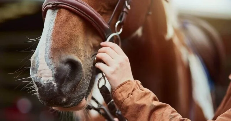 Трос и спецоборудование понадобились для спасения лошади в Алматинской области (ВИДЕО)