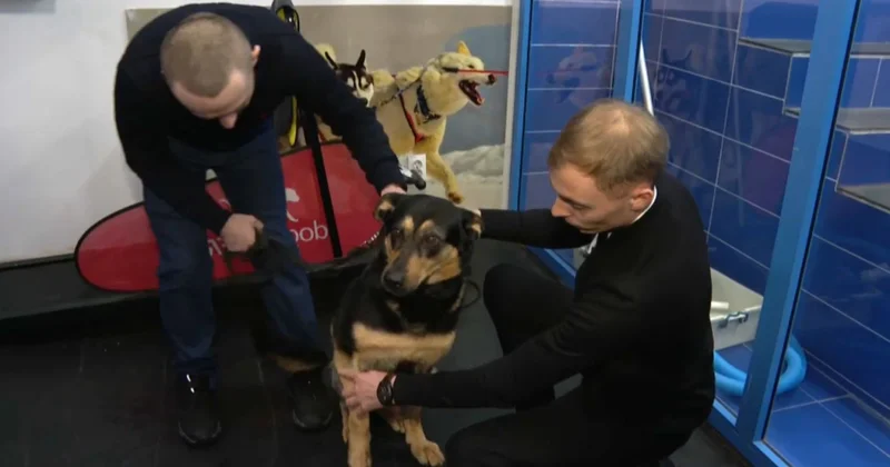 Иттің буынына операция жасалды