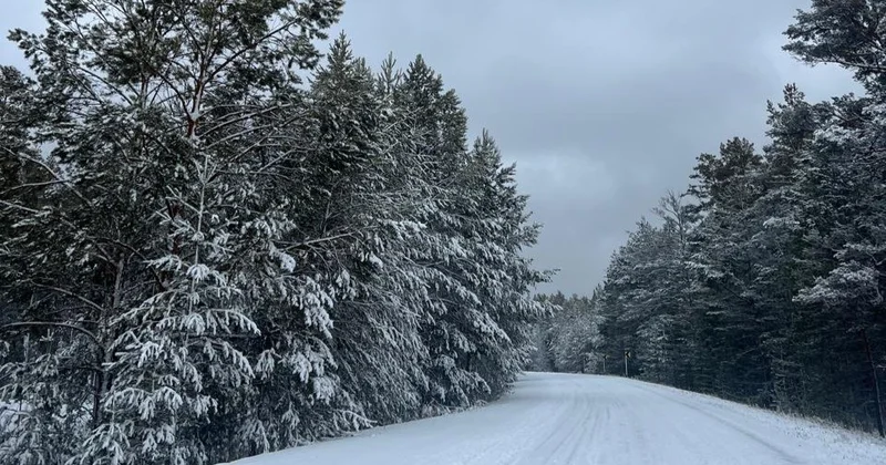 Ертіс орманында қар тоқтату жұмыстары жүргізіліп жатыр