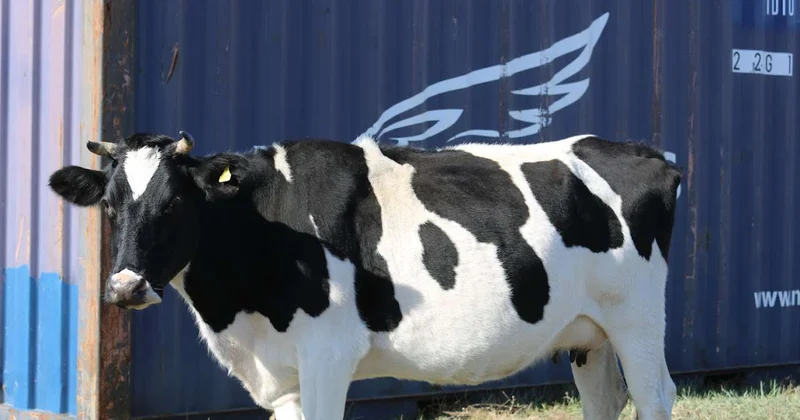 Как изменится животноводство к 2030 году в Казахстане