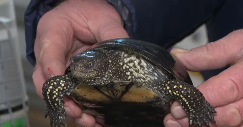 Аң құсқа да қамқорлық қажет