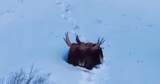 Баянауылда қалың қарға омбыққан бұлан бейнетаспаға түсіп қалды