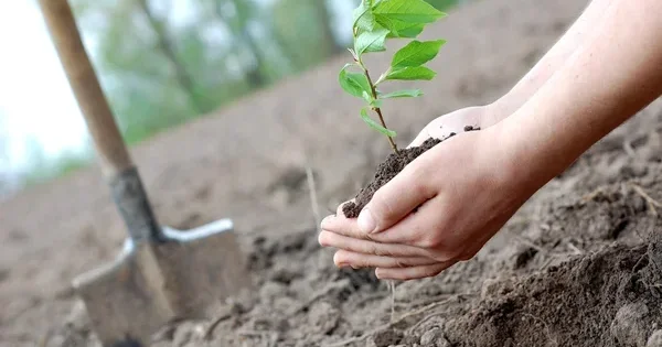 Атырау облысында бес жылда 331 мың көшет егілген