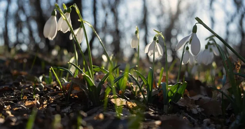 Почти весна: Шымкенте потеплеет до +24 градусов