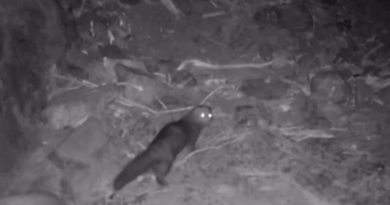 Алтын Емел ұлттық паркінде сусарлар фототұзаққа түсіп қалды