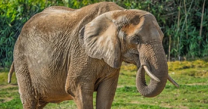 Германияда құлап қалған 55 жасар пілді құтқару операциясы драмаға айналды