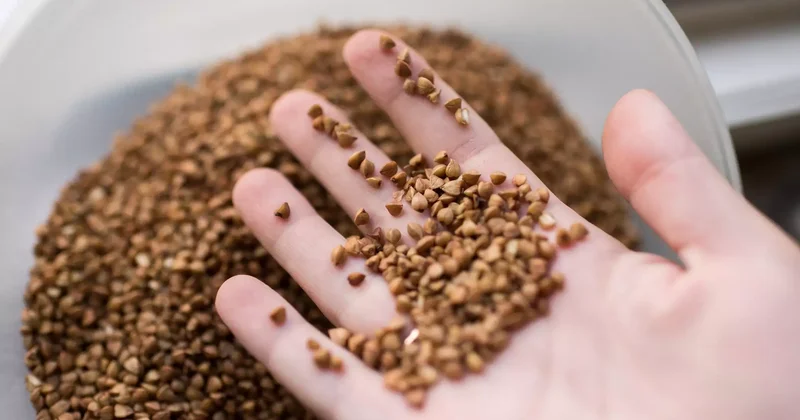 Қарағанды облысында қарақұмық пен қырыққабатты қымбатқа сатқандар жауапқа тартылды