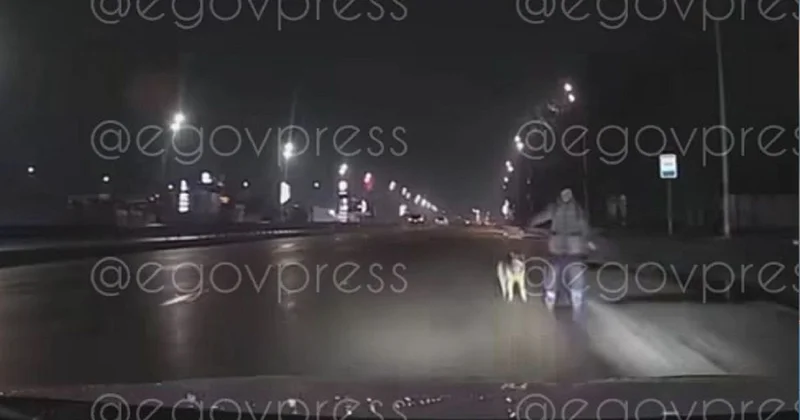 Мужчину с собакой ночью сбила машина в Алматы (видео)