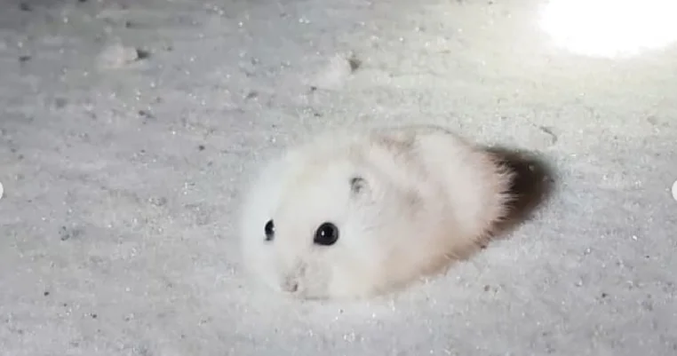 Джунгарский хомячок поменял окраску в тон снега