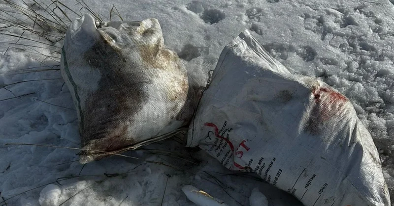 Расчленёнка на обочине: в Караганде нашли несколько мешков, набитых головами и лапами собак