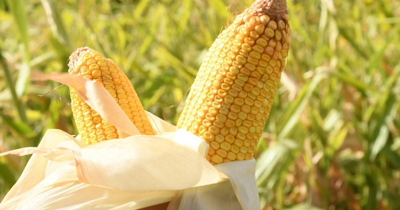 Сыр бойына жүгері де жерсінеді