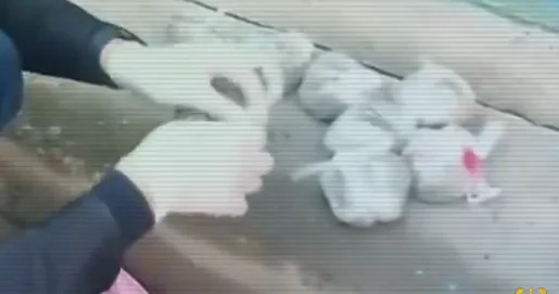 Жамбылда каннабис өнімдерін таратқан топтың жолы кесілді