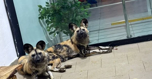 Краснокнижные гиены и гиеновидные собаки появились в Карагандинском зоопарке