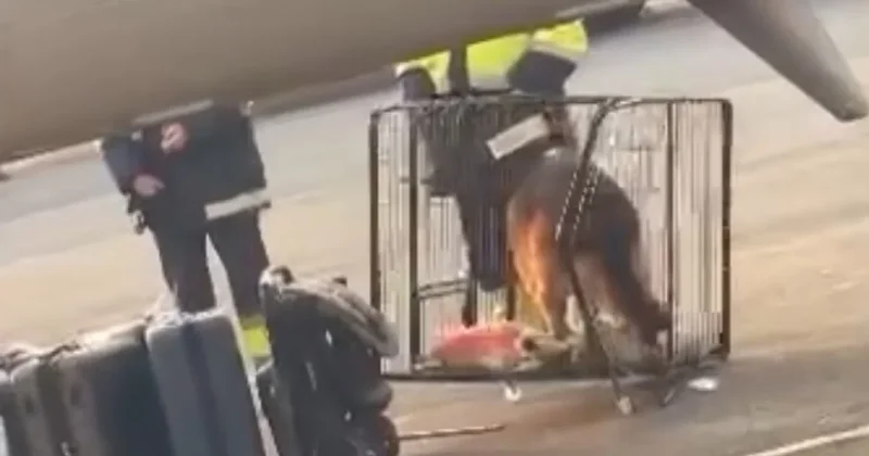 Пассажирка обвинила SCAT в жестоком обращении с собакой